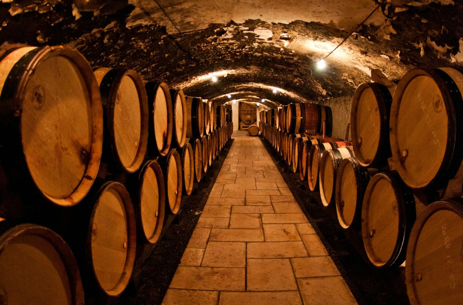 Cantina con botti di rovere