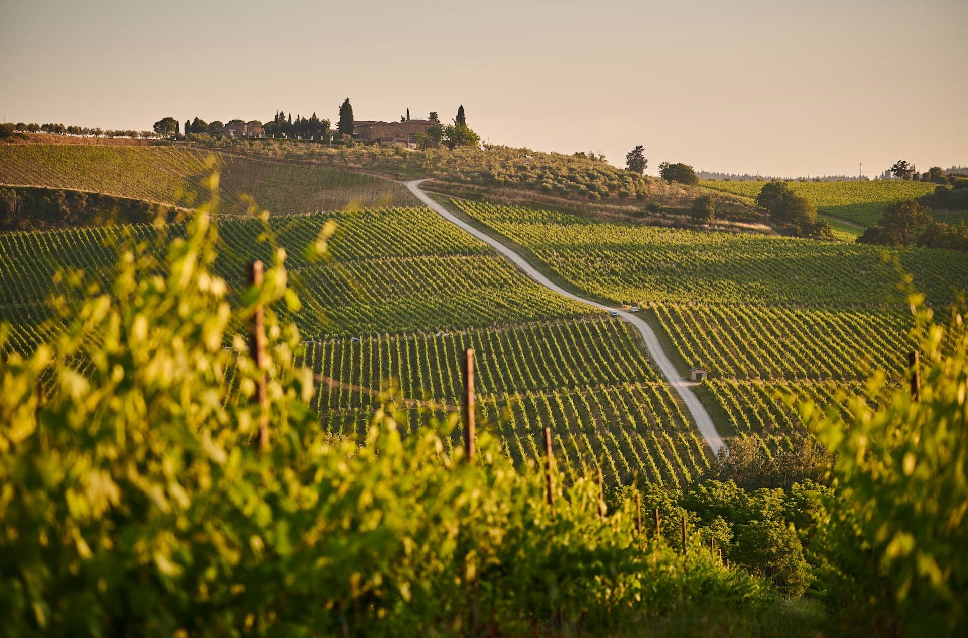 Vigne toscane del Chianti