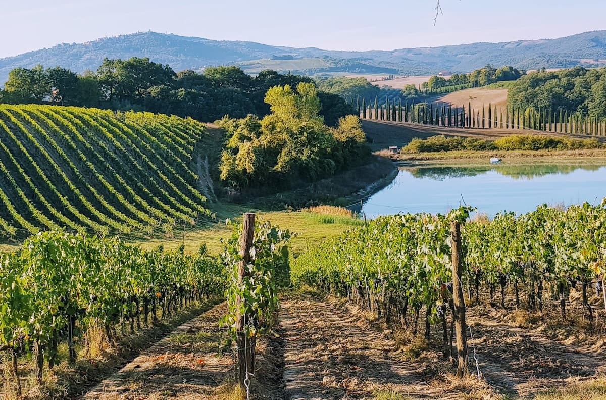 Vigne del Chianti in Toscana